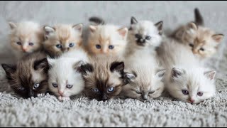 Beautiful Music to Relax Cats 🐱🎶 Music for Cat's Daily Life, Deep Sleep, Anxiety Relief | CAT MUSIC by MeowTunes Haven 1,252 views 2 months ago 6 hours