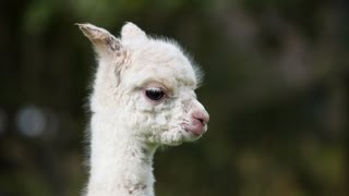 Baby Alpaca's First Day