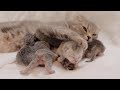 A fast asleep baby kitten will ask for milk as soon as the mother cat comes.