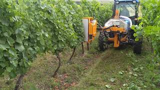 Clayhill Vineyard Leaf Stripping 2019
