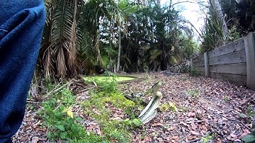 carpets combat in coomera.MP4