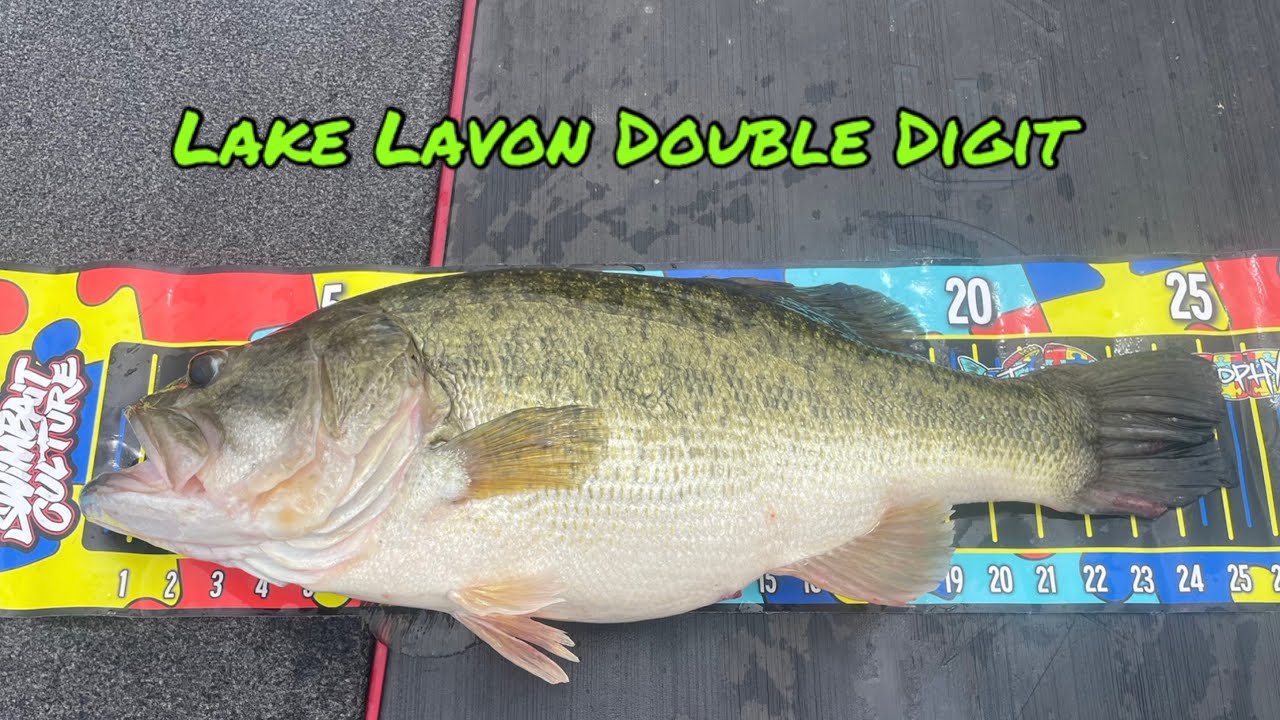 What a awesome DD on Lake Lavon Tx #bassfishing #fishingguide #lakelavon #livescope #bigbass