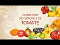 Extraction des semences de tomate