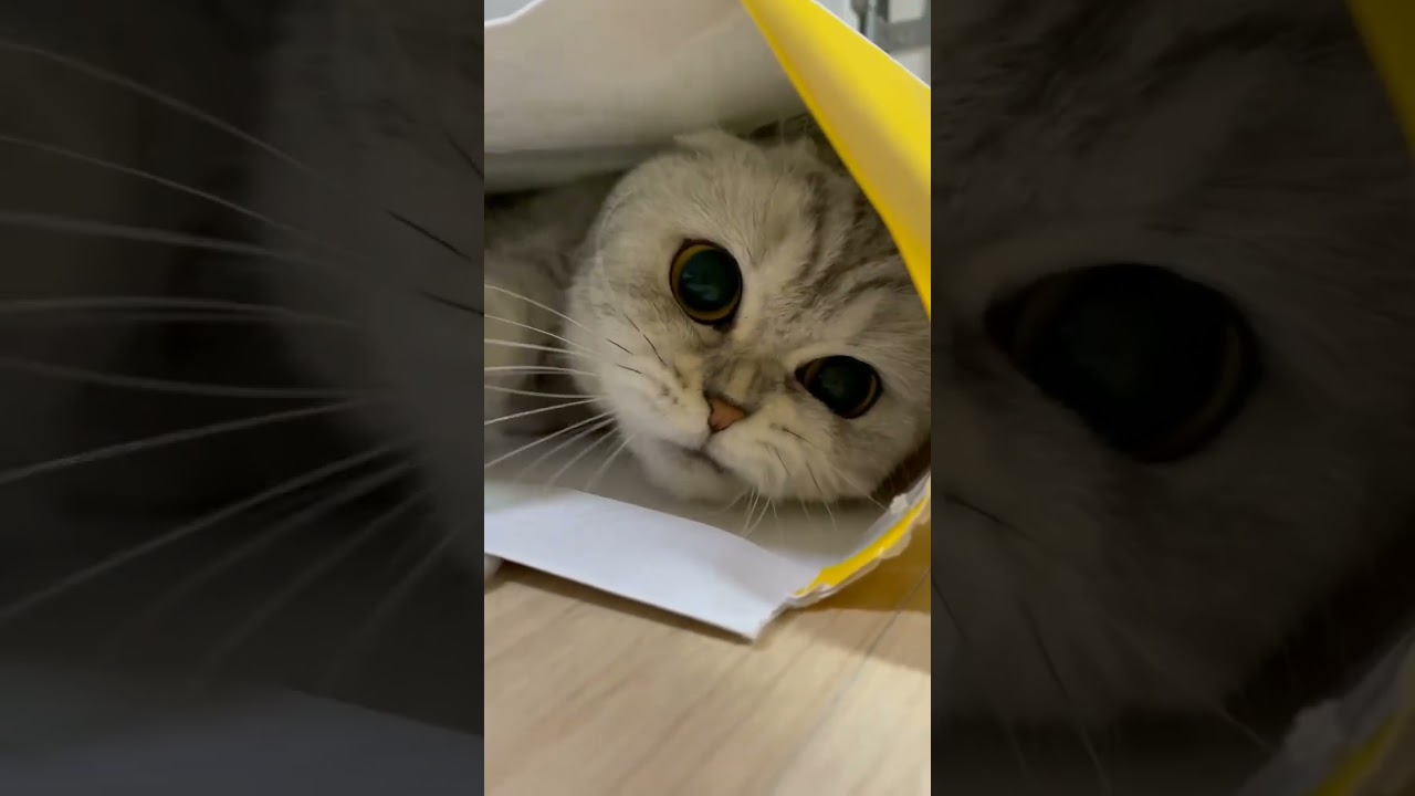 Παρακολούθηση @vlog-chams#Lovelykittens #shorts #cat #cats #catoftheday#catsofinstagram #babycat #catlover #cat στο YouTube Παρακολούθηση @vlog-chams#Lovelykittens #shorts #cat #cats #catoftheday#catsofinstagram #babycat #catlover #cat στο YouTube