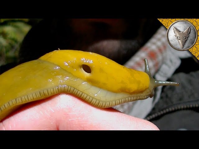 HUGE Slimy Slug!