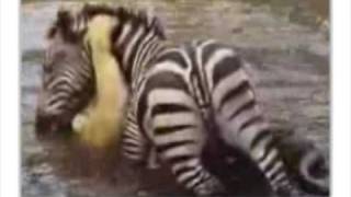 Cebra Vs León