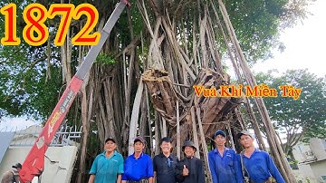 Thật khó tin ! Cây Sộp hơn 200 năm tuổi mà nhóm Vua Khỉ Miền Tây dám cưa hạ gốc (1/9) Cutting tree