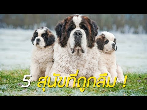 5 สายพันธุ์ สุนัขที่ถูกลืมในประเทศไทย!!!
