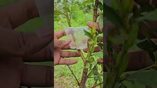 Cómo hacer el acodo aéreo en frutales, la forma más sencilla de clonar #plantas #jardin #agricultura