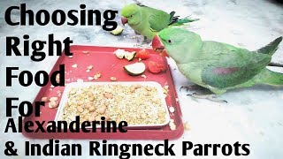 Diet Schedule Of Alexanderine Parrots & Indian Ringneck Parrots | What to Feed Parrots In Winter? |