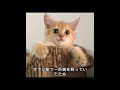 彼が騎士になる道すがら子猫を救ったすると子猫も彼の騎士になった #猫 #犬#科学解説#動物