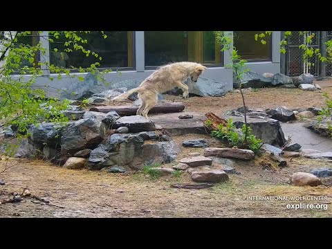 Video: Pet Scoop: Wolf Pup Heads přes USA do jeho nového balíčku, Zoo Miami Lion odchází do Pic
