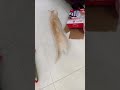 Cái mẹt giành đồ chơi kìa #Chị Ba TV #cat #happy #funny #xuhuongyoutube #cutecat #funnyvideo #meo