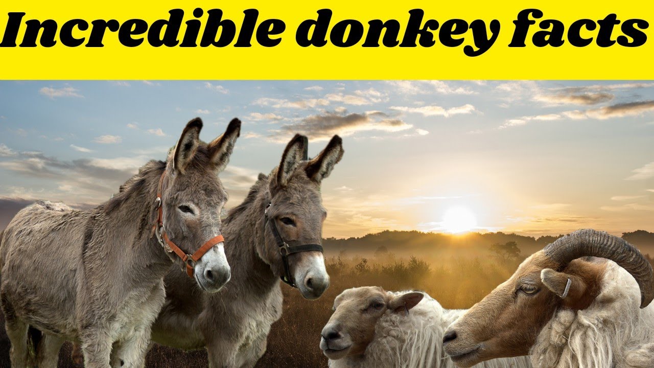 incredible facts about Donkey | Wonderful knowledge about donkeys life ...