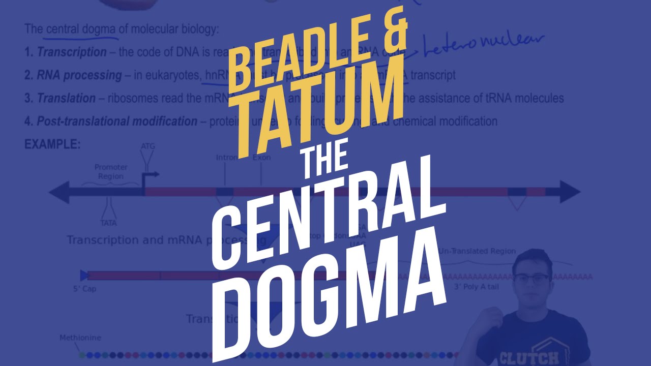 What was the Beadle and Tatum experiment?