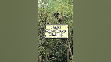 #Shorts Panda: Why I Always Climbing? | Pandagarten