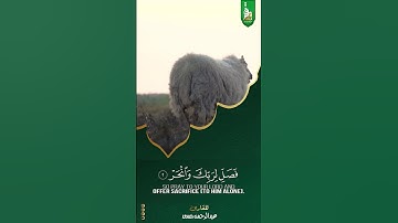 سورة الكوثر بصوت المقرئ @عبدالرحمن مسعد       #قران_كريم