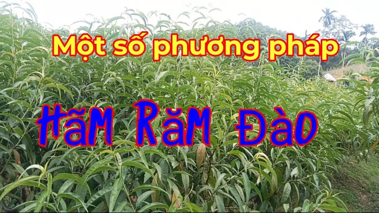 Một số phương pháp hãm răm Đào, Hãm răm Đào