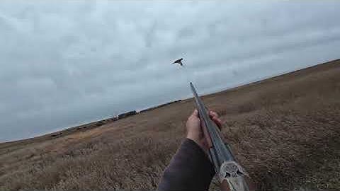 Last Pheasants of 25   Valentine NE 20251210