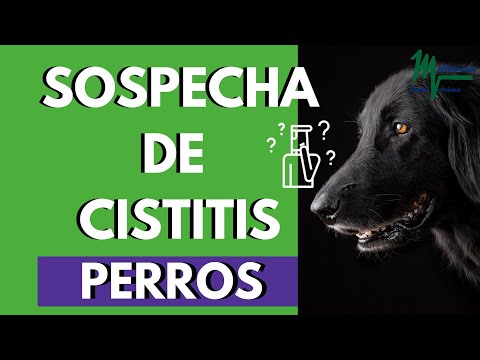 CISTITIS EN PERROS/CUÁNDO SOSPECHAR SI MI PERRO TIENE CISTITIS/SÍNTOMAS Y TRATAMIENTOS hqdefault