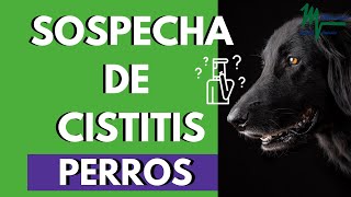 CISTITIS EN PERROS/CUÁNDO SOSPECHAR SI MI PERRO TIENE CISTITIS/SÍNTOMAS Y TRATAMIENTOS