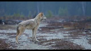 Grey Wolves in Nature  PART 1  Rocky Mountains, British Columbia, Canada