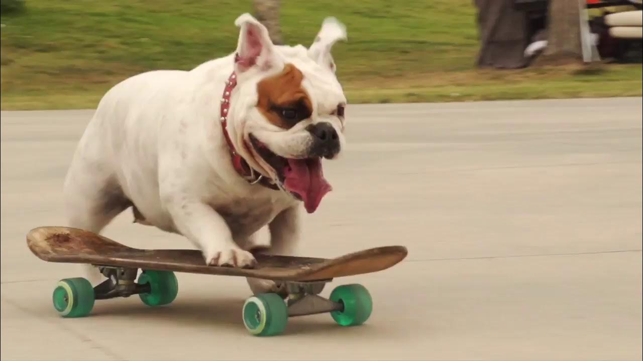Скейт псы. Скейт псы. Собака на скейте. Французский бульдог на скейтборде. Скейт псы.