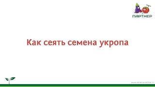 Как сеять семена салата Как сеять семена салата