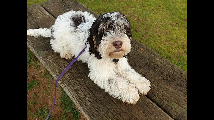 Reggie - 4 month old Cockapoo - 3 Weeks Residentia...
