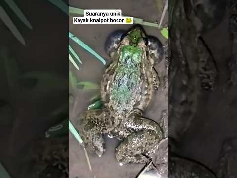 Suara Kodok Sawah malam hari