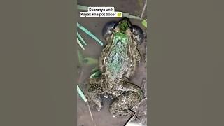 Suara kodok ijo