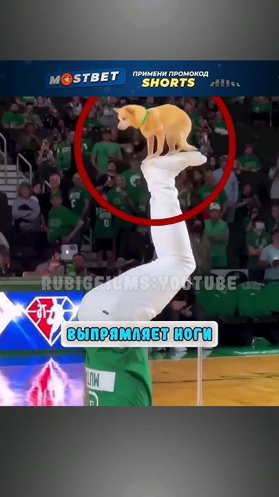 Собака акробат 🤸🏾‍♂️ - YouTube