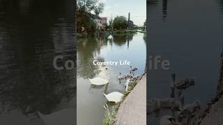 Coventry Canal Life: Hawkesbury Junction 🦆✨ #shorts