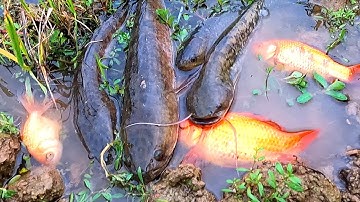 Bắt cá nheo, cá sộp, cá rô đồng, cá vàng, cá trê đồng và các loại cá nước ngọt