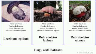 Fungi, ordo Boletales boletus sect fungus lupinus satanas badius Rubroboletus Calopodes porosporus
