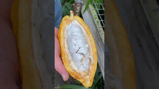 Tasting a Cocoa Pod! (Chocolate)