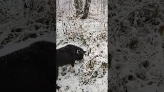 Канадский волк - гибрид. 28 октября 2023. #волк #канадскийволк #wolf #canadianwolf  #волкособ