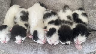 101 Dalmatians Kittens by Kitten Heaven 5,656 views 1 year ago 4 minutes, 47 seconds