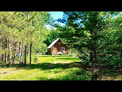 A Typical Summer Day On Our Off Grid Homestead: Self Sufficient Living