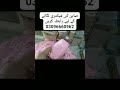 03096141115 | Soap Mini Factory In Pakistan By Irfan Science Wala #shorts