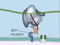 Reconnaissance du peptide signal par lsrp