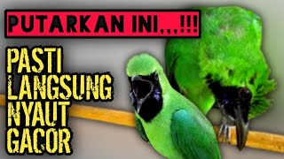 PANCINGAN CUCAK IJO CEPAT MENINGKATKAN EMOSI BURUNG BIKIN MUDAH JAMTROK BONGKAR ISIAN