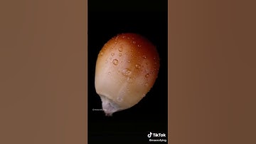 #macro #microscope #zoom #foryoupage #macrofying #food #popcorn #sweet #shorts #viral #satisfying
