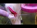 PLASTIC FAKE SHRIMP IS ACTUALLY ALIVE (LIVING ANIMAL)