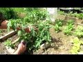 KNOL: Three Finger Method to Pruning Tomatoes