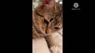 We are cat lovers. by Filipino Lifestyle in Cali 325 views 2 years ago 11 minutes, 42 seconds