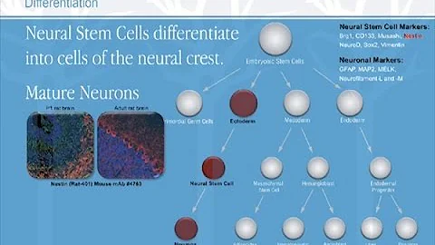 The Study of Stem Cells - DayDayNews