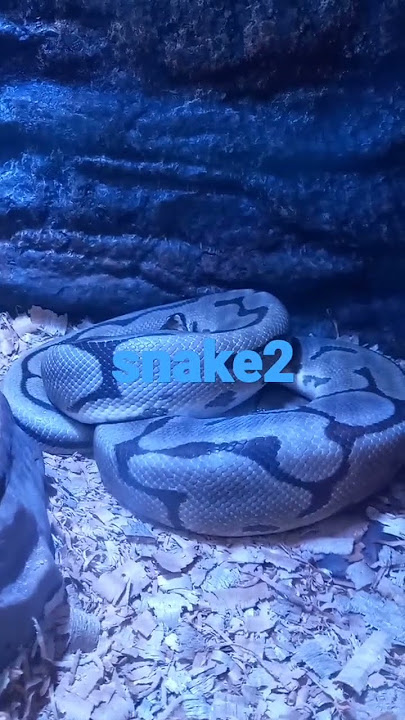 #snake2