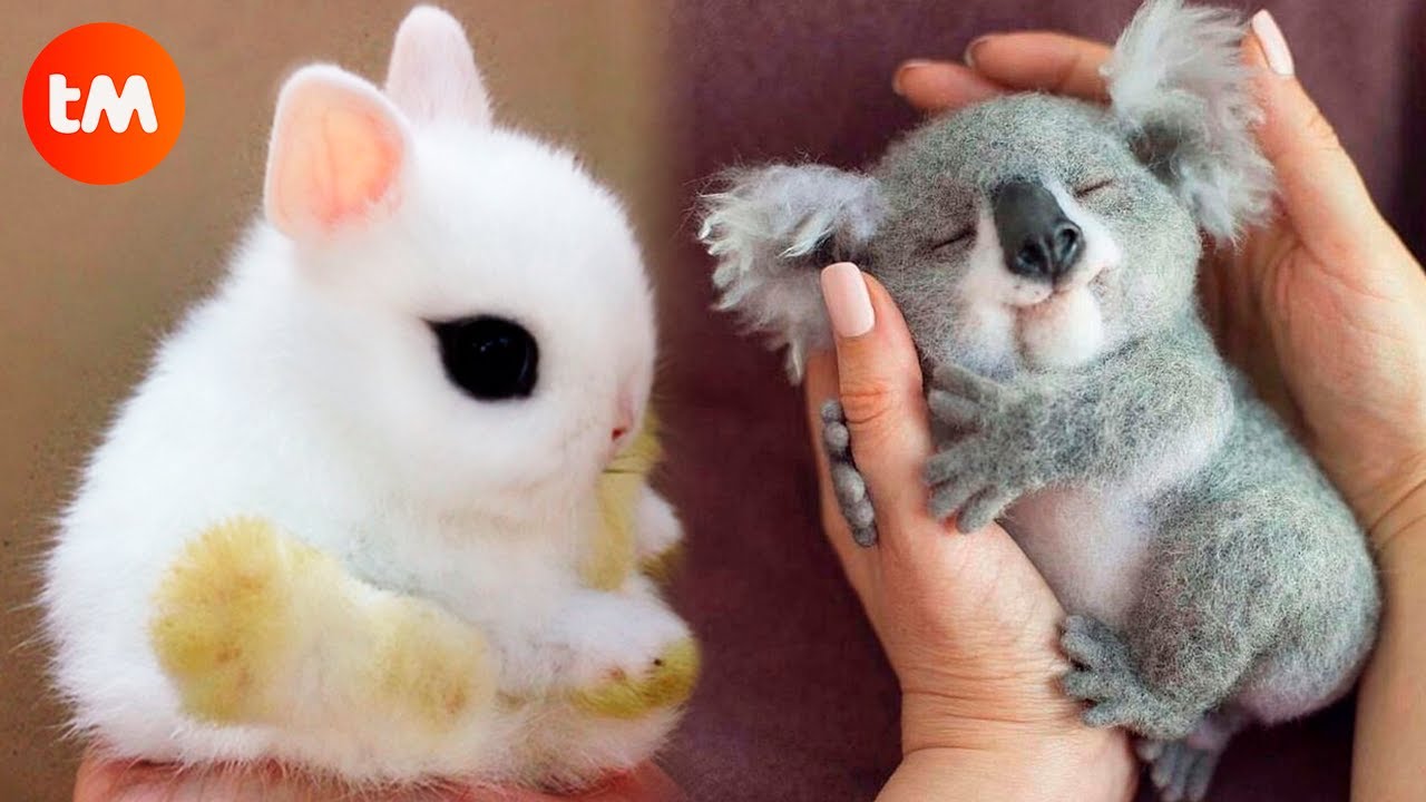 The CUTEST BABY ANIMALS 🥰 