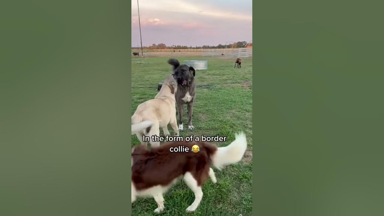 Tag team. Our livestock guardian dog in training Judge lks tails but